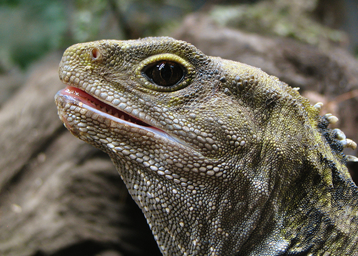 恐竜 Discovery Channel Japan ディスカバリーチャンネル