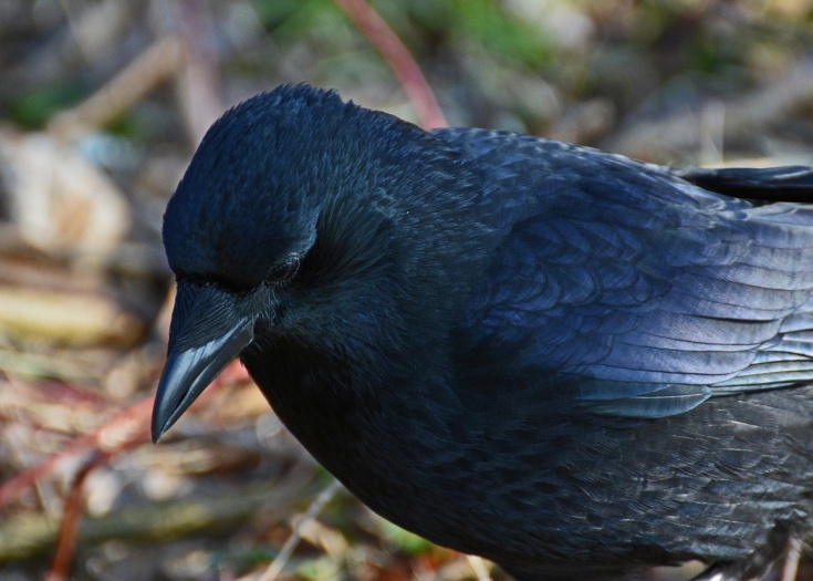 カラスの社会序列 鳴き声でお互いの地位を認識して行動することが判明 Discovery Channel Japan ディスカバリーチャンネル