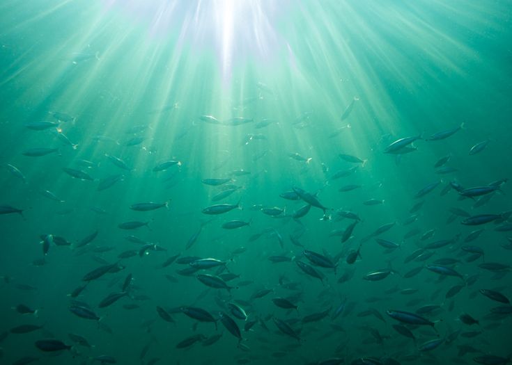 シャコの目を模した最新水中カメラ 生態系の謎に迫れるか Discovery Channel Japan ディスカバリーチャンネル