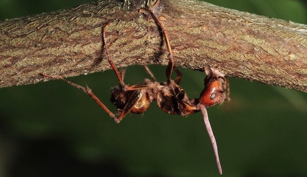 生き残りをかけて環境に適応したゾンビキノコ 寄生されたアリの行動に変化 Discovery Channel Japan ディスカバリーチャンネル