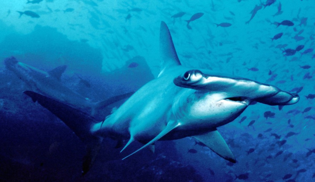 北米のガラパゴス 海洋保護区7倍拡大の理由はサメにあった Discovery Channel Japan ディスカバリーチャンネル