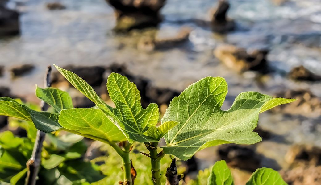 死人の体内に残された種が大木に キプロスの数奇なイチジクの木 Discovery Channel Japan ディスカバリーチャンネル