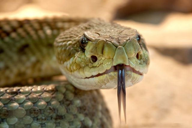 なぜ見えない場所のことが分かる 人間より動物の五感が優れているわけ Discovery Channel Japan ディスカバリーチャンネル なぜ見えない場所のことが分かる 人間より動物の五感が優れているわけ Discovery Channel Japan ディスカバリーチャンネル