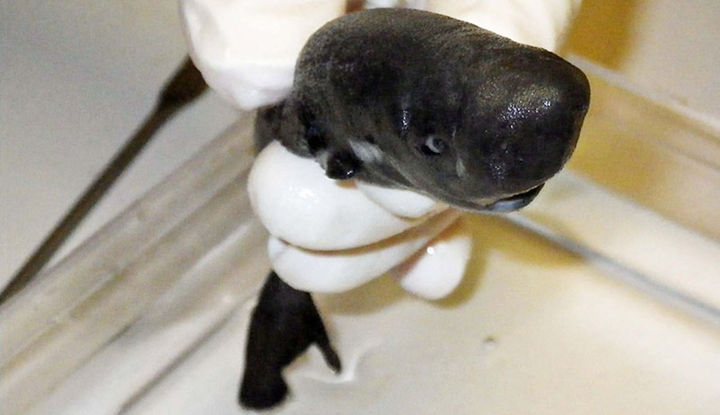 サメ Discovery Channel Japan ディスカバリーチャンネル