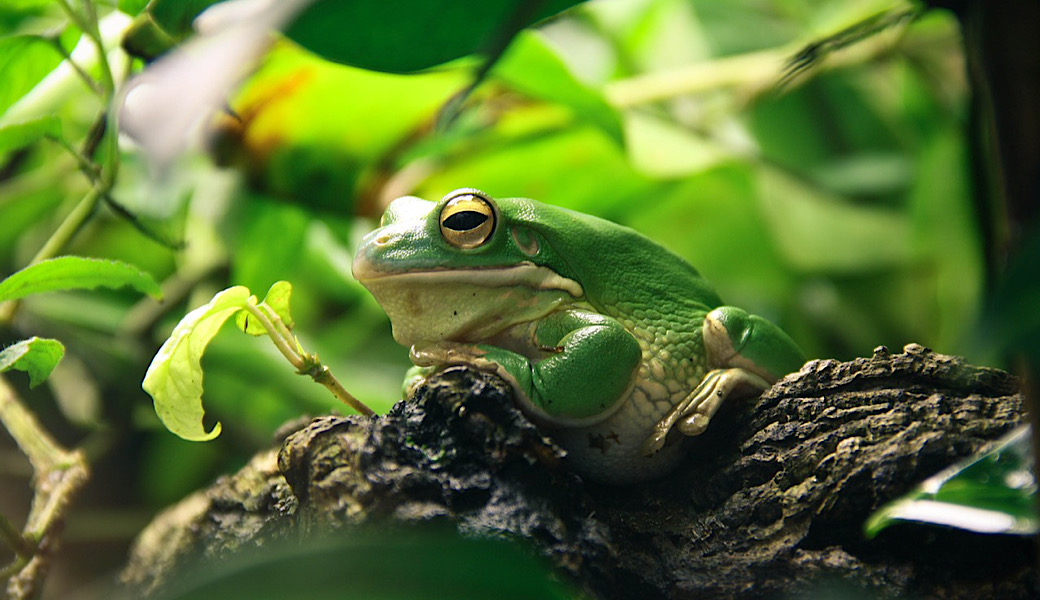 サバイバル Discovery Channel Japan ディスカバリーチャンネル