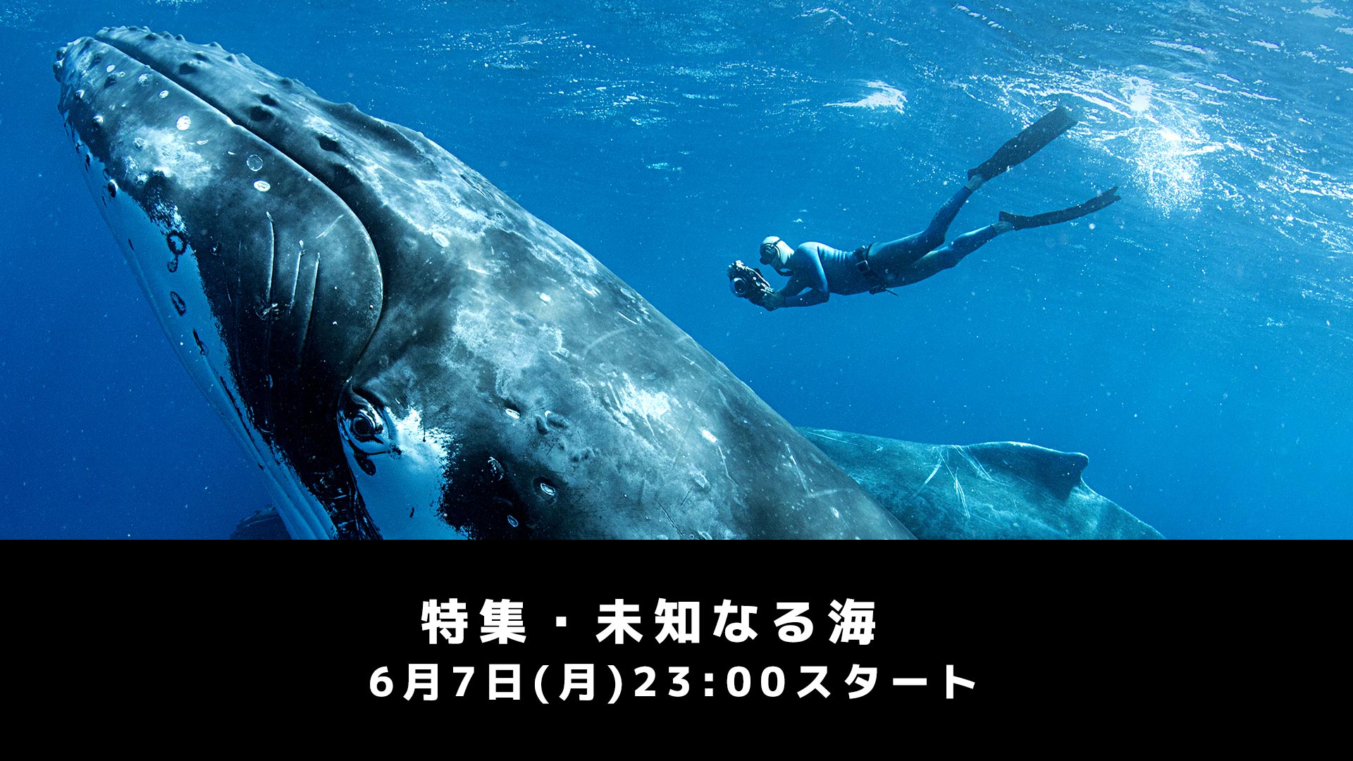 Channel Discovery Channel Japan ディスカバリーチャンネル